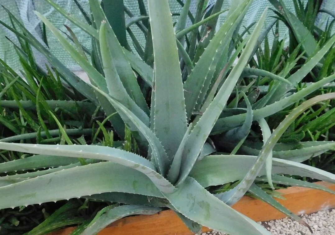 Buy Aloe Vera Plants Online, Healing Plant