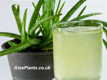Aloe Vera Drink