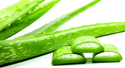 Sliced Aloe Leaf