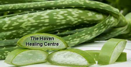 Aloe Vera Plant Showing Cut Leaves