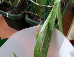 Aloe Vera Plant with withered leaf