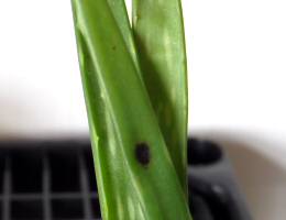 Aloe Vera Plant with spot