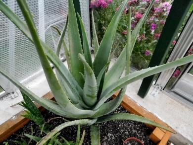 Extra Large Aloe Vera Plant