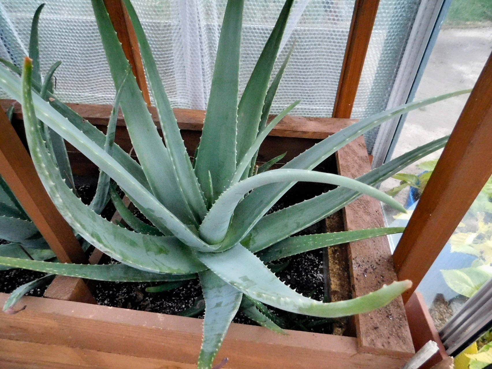 Extra Large Aloe Vera Plant