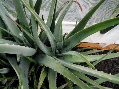 Extra Large Aloe Vera Plant