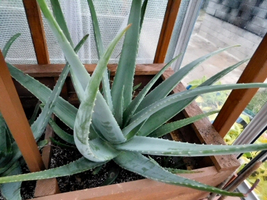 Extra Large Aloe Vera Plant