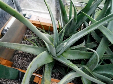 Extra Large Aloe Vera Plant