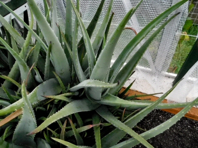 Extra Large Aloe Vera Plant