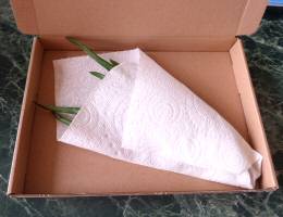 Small Aloe Vera Plants in Large Letter Box