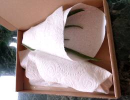 Small Aloe Vera Plants in Large Letter Posting Box