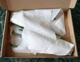 Two Small Aloe Vera Plants in Large Letter Box