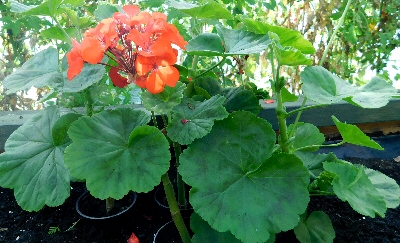 Geraniums Rooted in Aloe Vera Gel