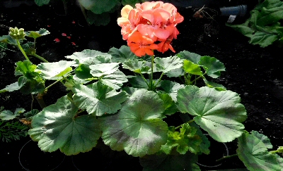 Geraniums Rooted in Aloe Vera Gel