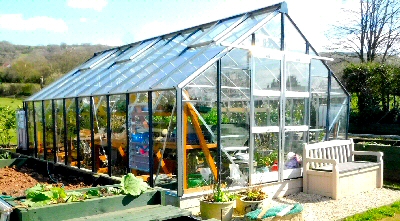 Greenhouse Daisy