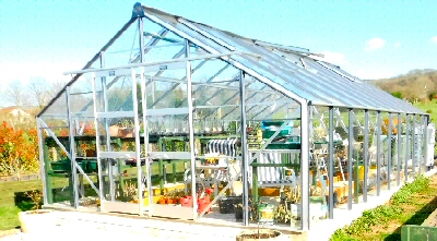 Greenhouse Rose